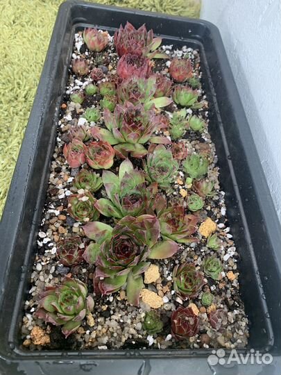 Молодило каменная роза