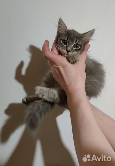 Котята в самые любящие семьи