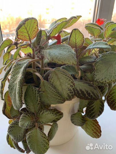 Эписция-комнатное растение