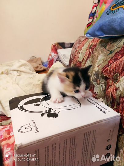 Котята: девочка и мальчик