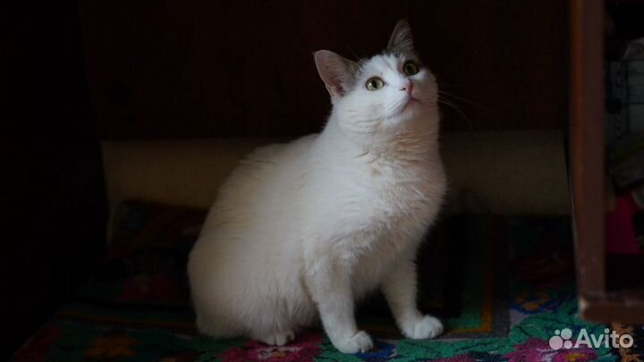 Мурка в добрые руки