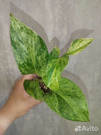 Эпипремнум и др