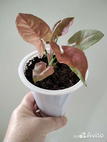 Сингониум Белая бабочка