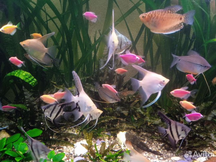 Аквариумные рыбки сомики