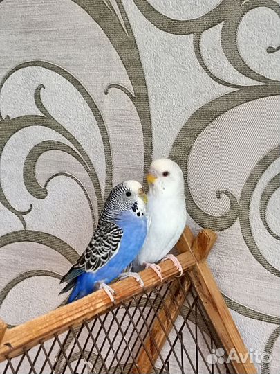 Волнистый попугай пара