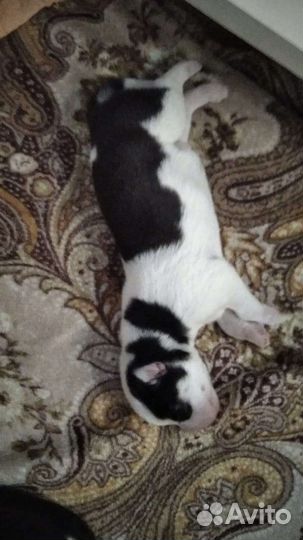 Хаски для вязки