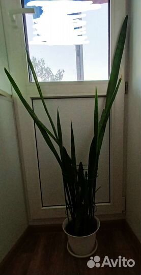 Сансевиерия зейланика