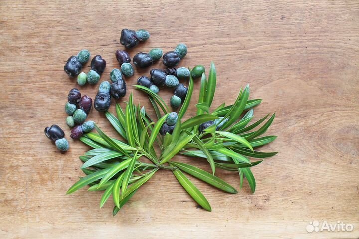 Ногоплодник крупнолистный (Подокарпус), семена