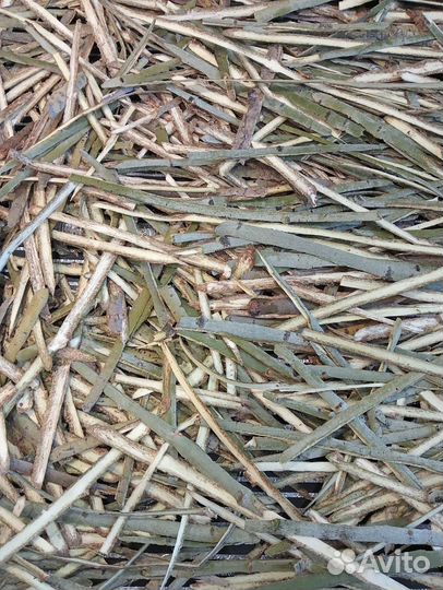 Кора осины, апрель 2024