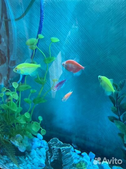 Аквариум со всем оборудованием и рыбками