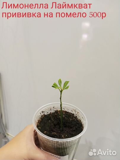 Лимон, апельсин, лаймкват