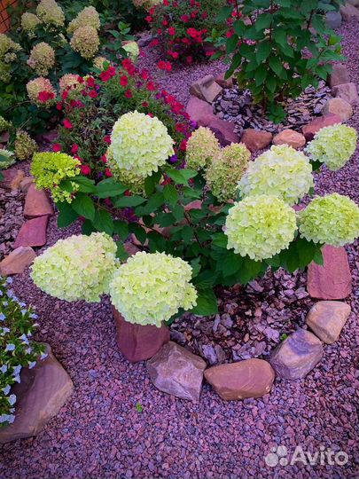 Гортензия метельчатая в горшках