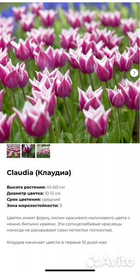 Луковицы сортового тюльпана Клаудия (Claudia)