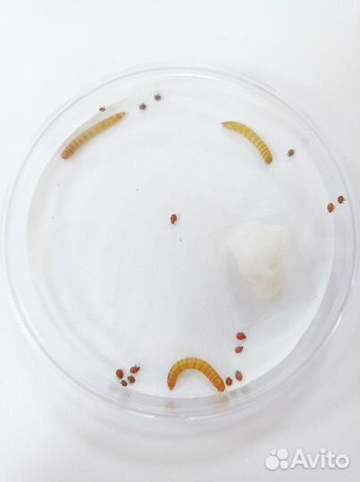 Чашка Петри