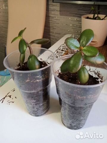 Красула толстянка