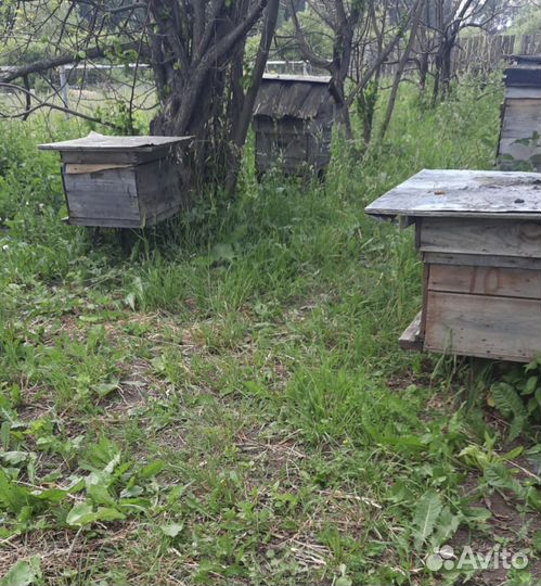 Пчёлы и улья