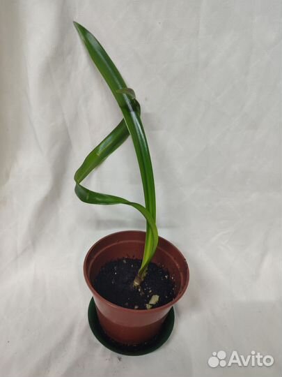 Гиппеаструм