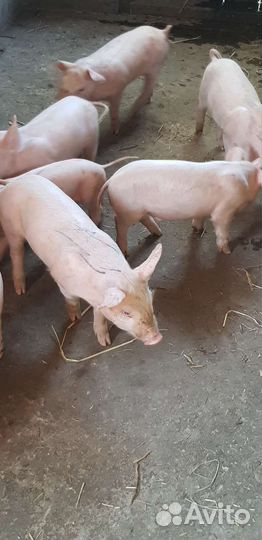 Гибридные поросята