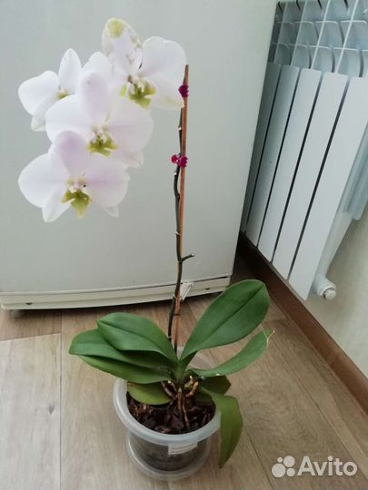 Орхидея фаленопсис
