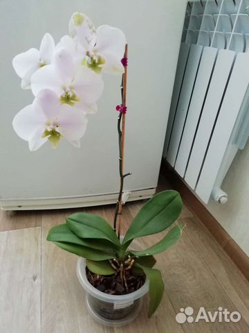 Орхидея фаленопсис