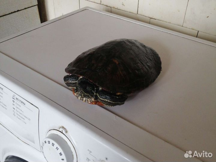 Красноухая черепаха