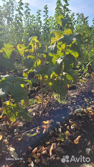 Черная смородина