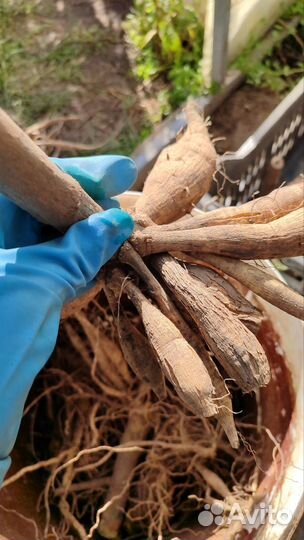 Георгина Эвелин корни