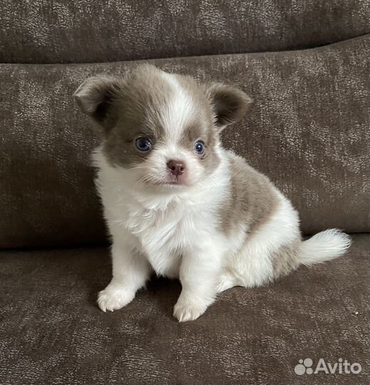Щенки чихуахуа