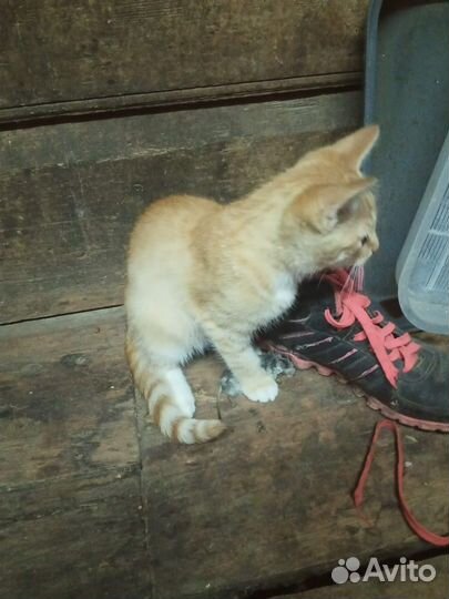 Отдам котенка