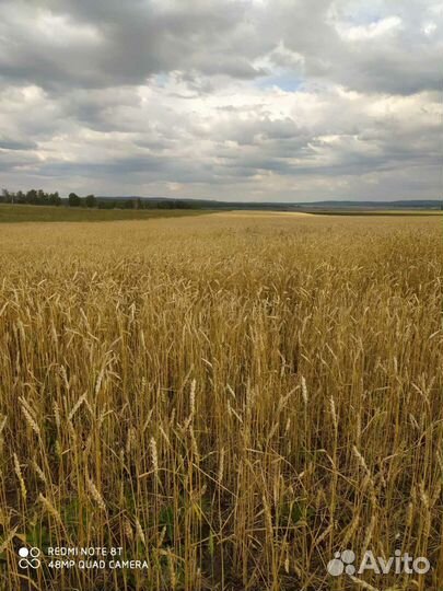 Зерно пшеница ячмень