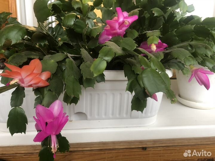 Шлюмбергера сортовая