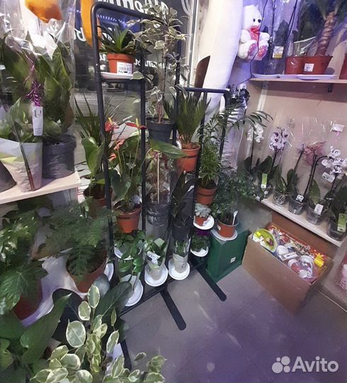 Комнатные цветы