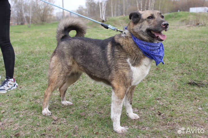 Добродушная собака ищет лучших хозяев