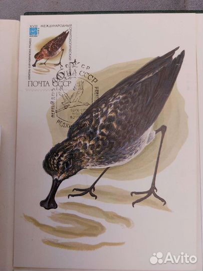 Картмаксимум,фауна СССР