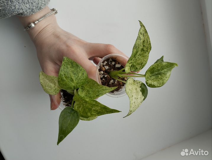 Алоказии гагеана вар, кукулата минт