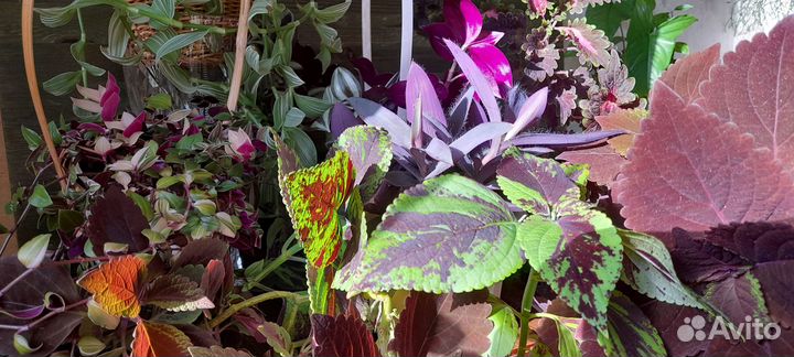 Комнатные растения отдам, обмен, продам