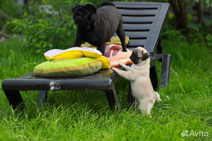 Венди С Планеты Звезд