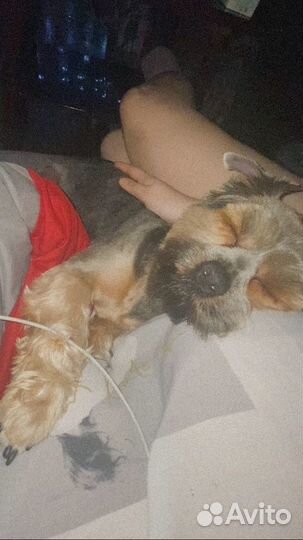 Йоркширский терьер вязка мальчик