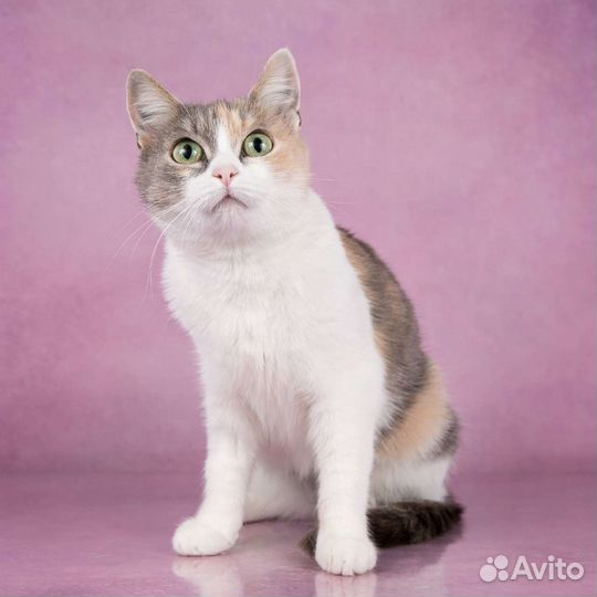 Кошки в добрые руки