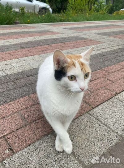 Кошка в дар