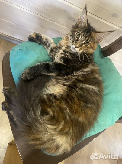 Котенок мейн-кун