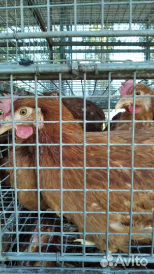 Куры несушки молодые