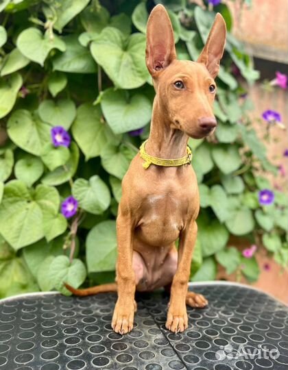 Сицилийская борзая