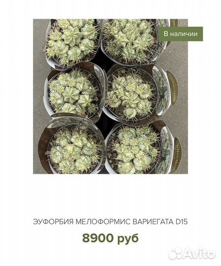 Кактусы Италия