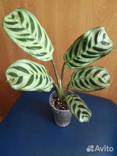 Хамедорея, ктенанта бурле маркс