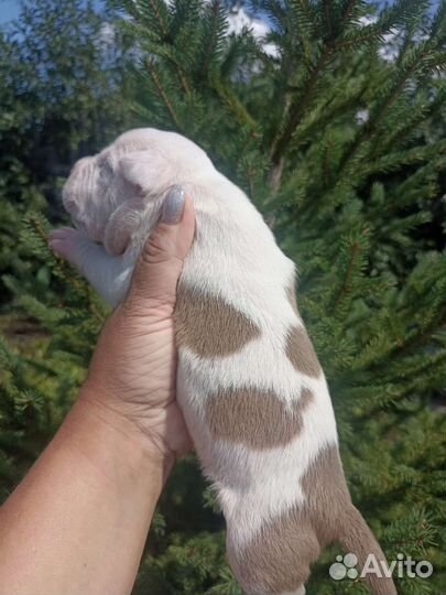 Сладкие пирожочки