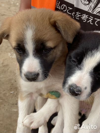 Отдам щенят