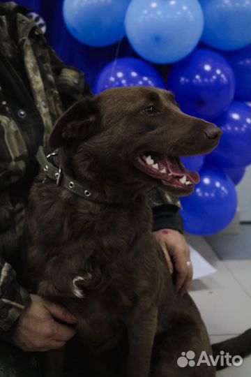 Собаке нужен дом