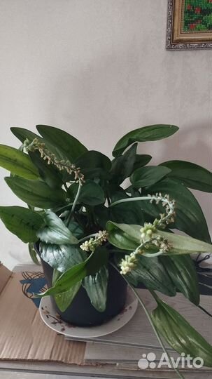 Лимон вариегатный, комнатные растения, кофе