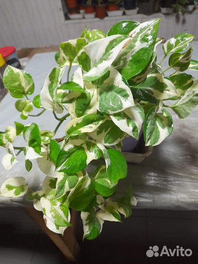 Комнатные цветы